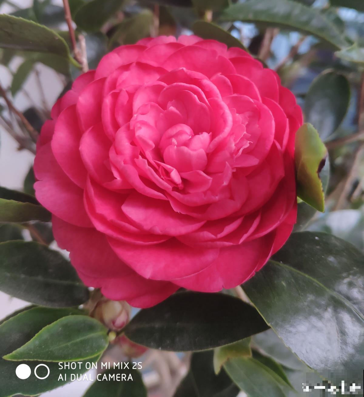 3种漂亮花，就是太难养了，建议新手放弃