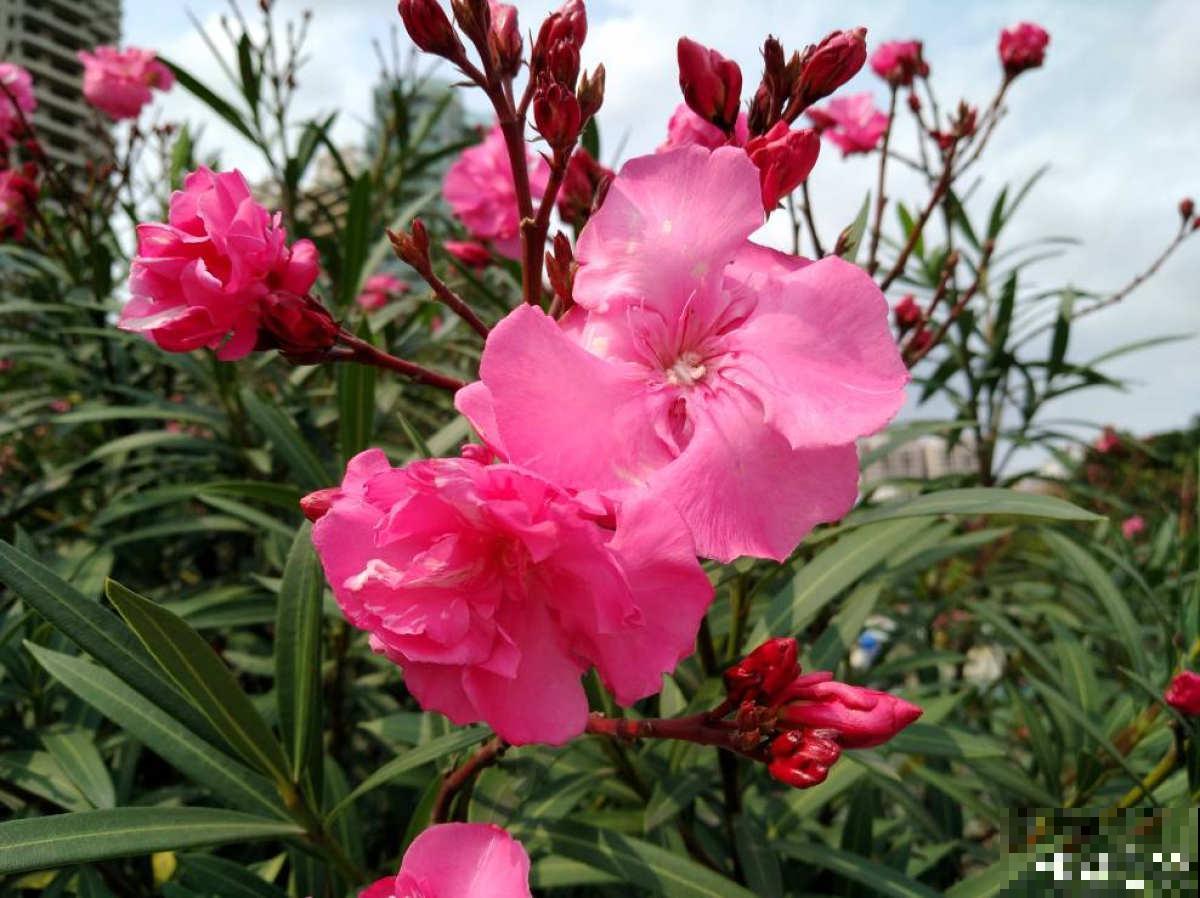 有“商业价值”的植物,绿化带里天天见,不愧是“有颜有市场” 有“商业价值”的植物,绿化带里天天见,不愧是“有颜有市场”