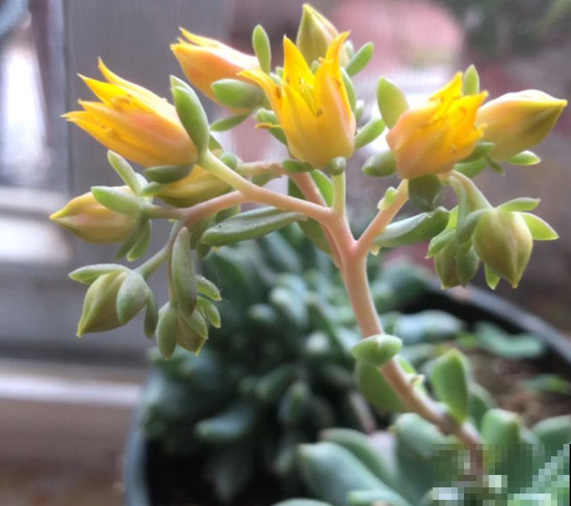 夏天养多肉，小妙招得用起来，不然最后剩个盆