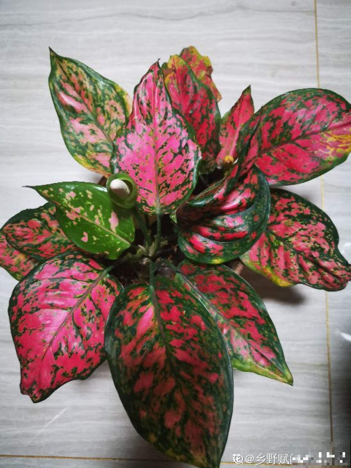 3种大叶子花，有人说“招鬼”有人说“招财”，到底是什么说法？