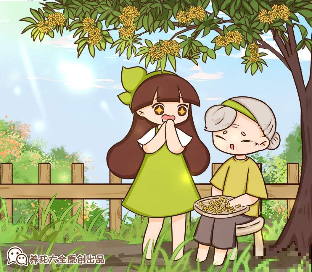 现在学好4个方法，桂花开花多，简直就是“活香水”