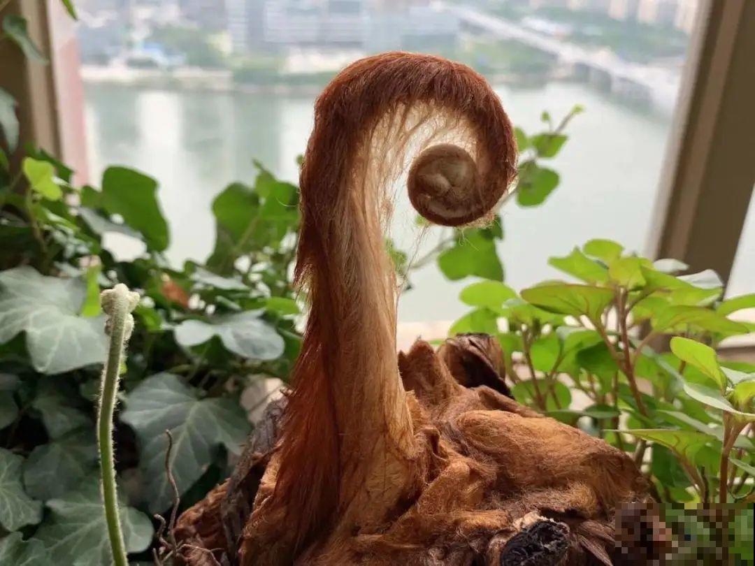 路边野花别乱采，采了有麻烦，再好看也别碰