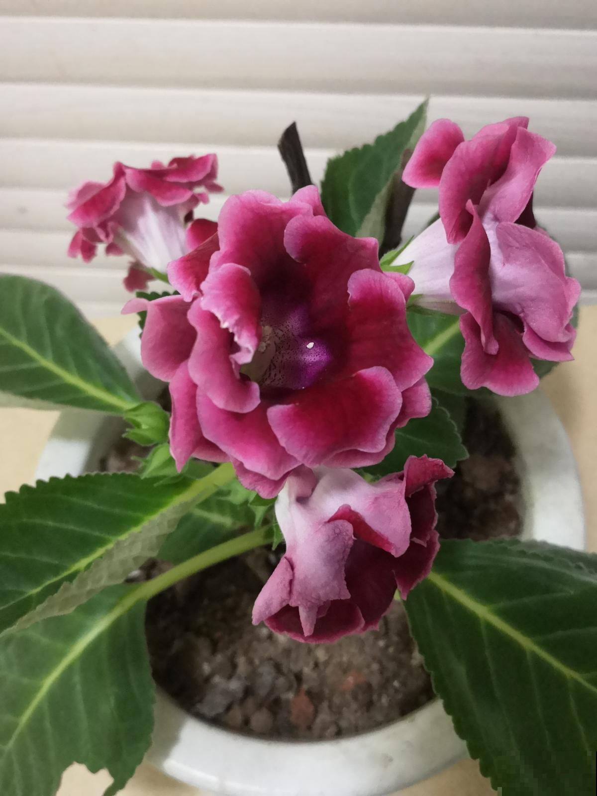 养花前，先搞清楚直射光和散射光，并非所有花都喜欢强光