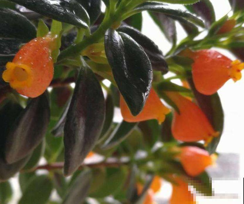 3种花天生可爱,有趣的人都爱养,满盆都是小动物 3种花天生可爱,有趣的人都爱养,满盆都是小动物