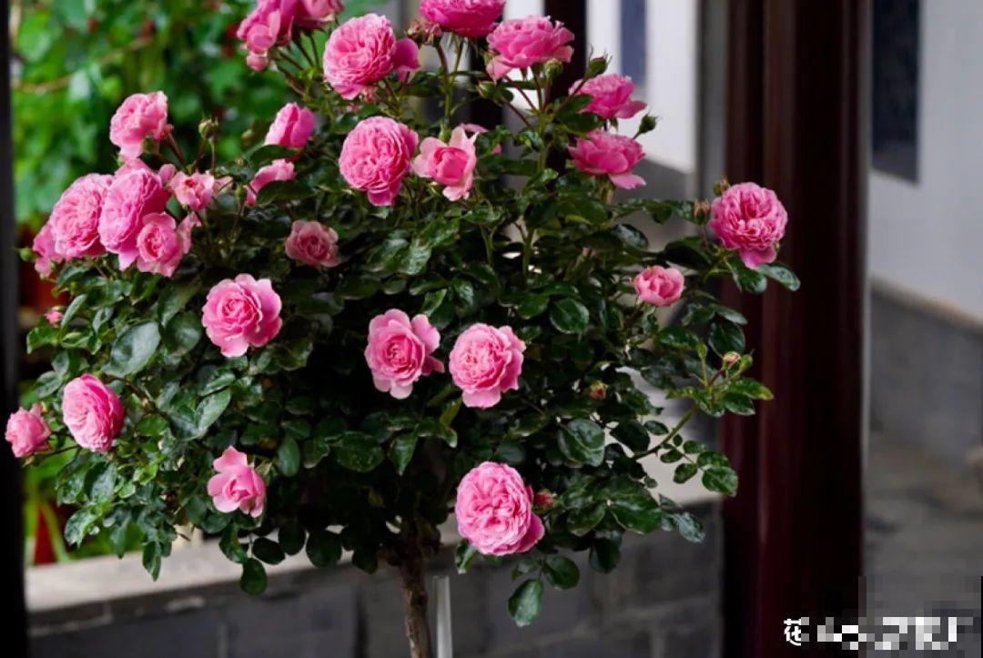有个小院种种花，听风看雨，满眼花木