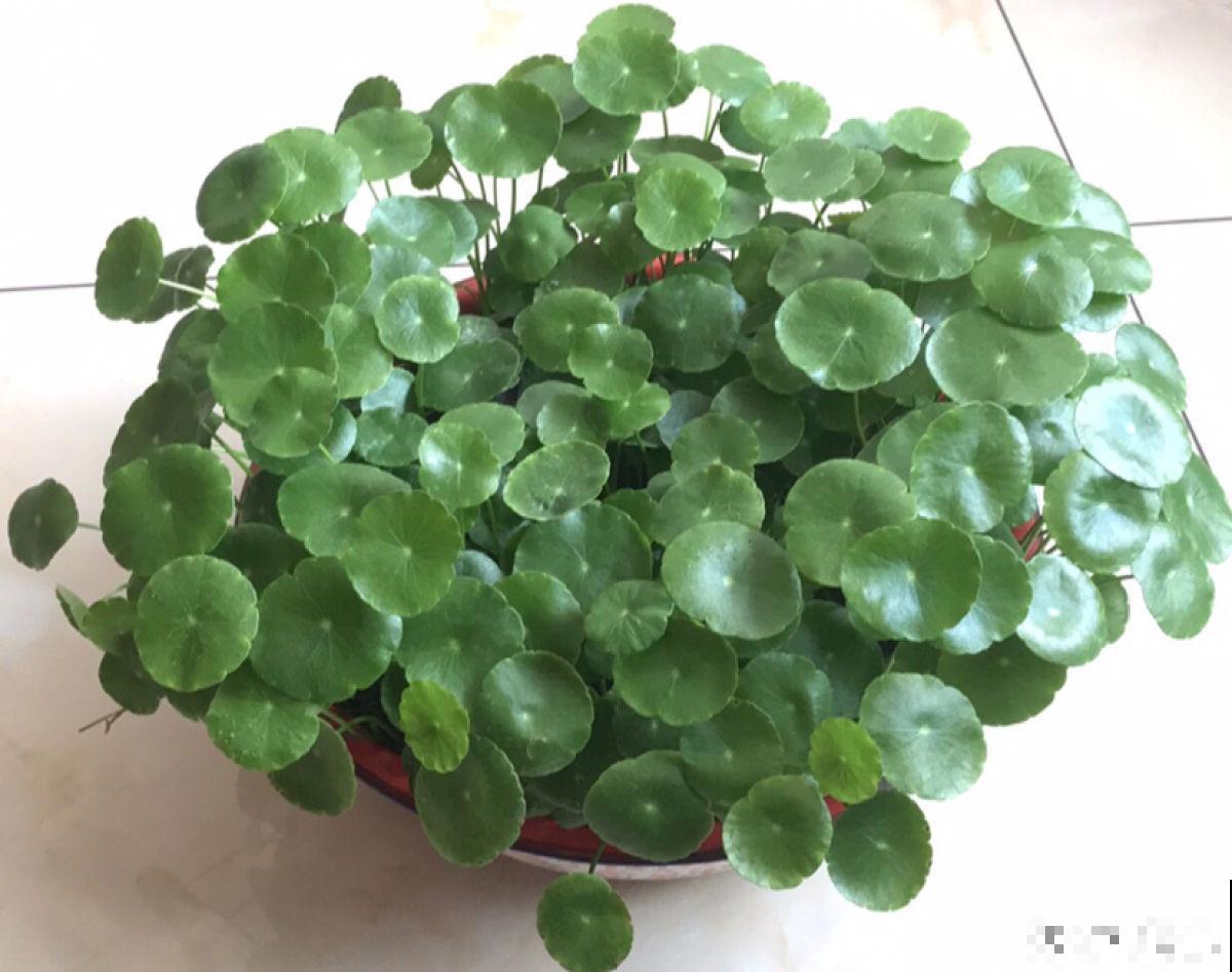 有3种家养花，种得好长得旺，养在家中有韵味