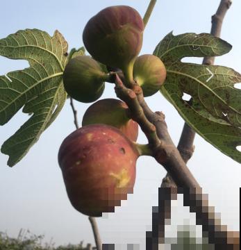 无花果也有花，你吃的部分，就是花