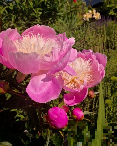 趁着秋天到，赶紧种上3种花，明天春天就能开花