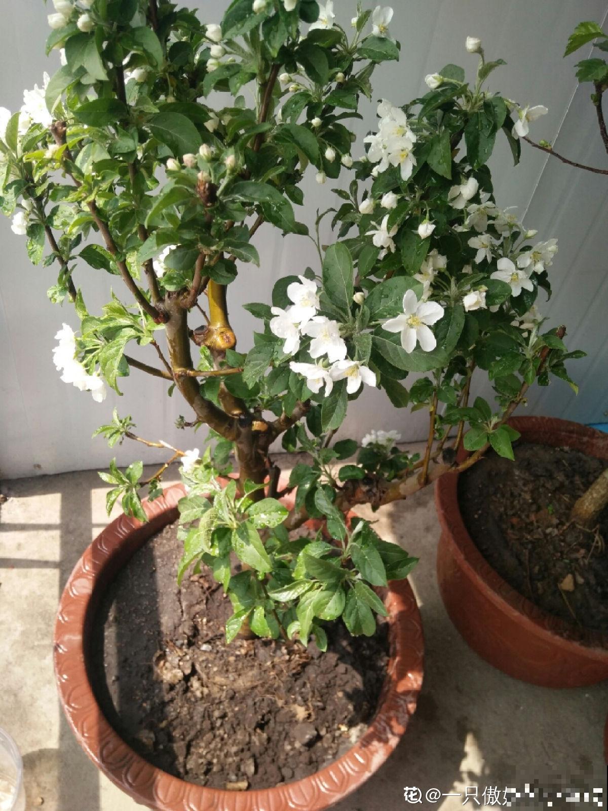 1棵苹果树，学会这6步，变成“高级”盆景