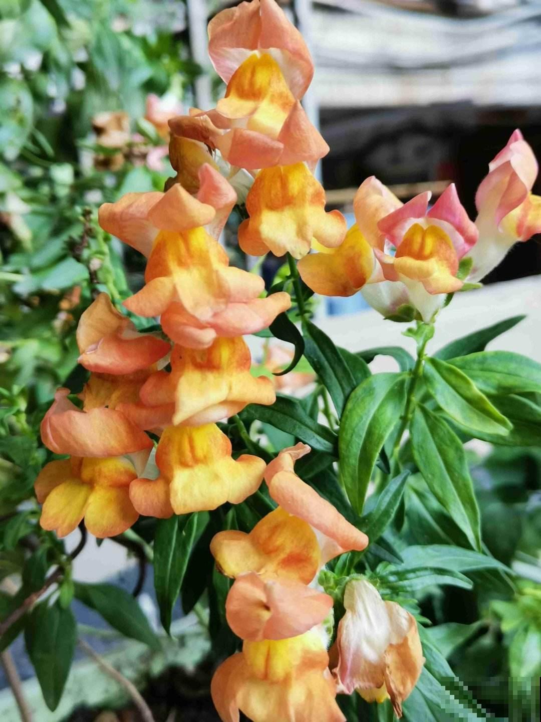 100种常见花,今天终于知道叫什么名了,建议收藏 100种常见花,今天终于知道叫什么名了,建议收藏