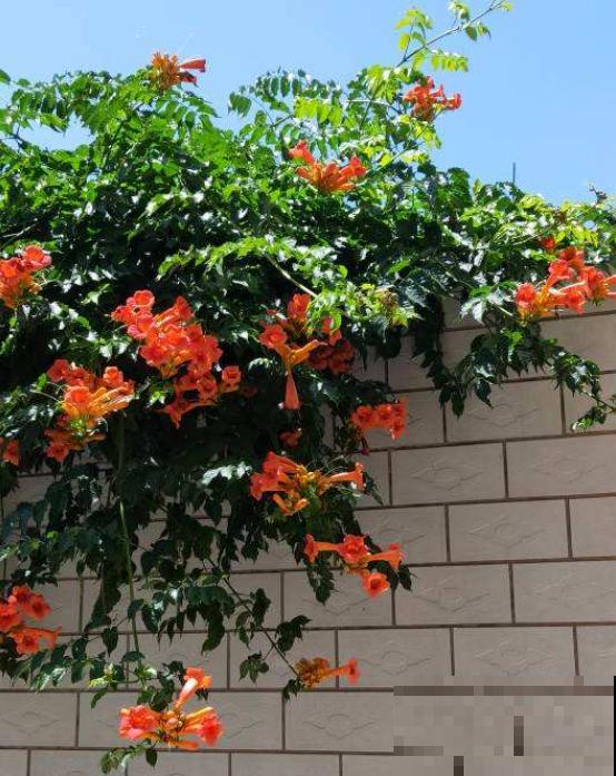院子里养棵凌霄花,嗖嗖爬上墙,满枝条都是花 院子里养棵凌霄花,嗖嗖爬上墙,满枝条都是花