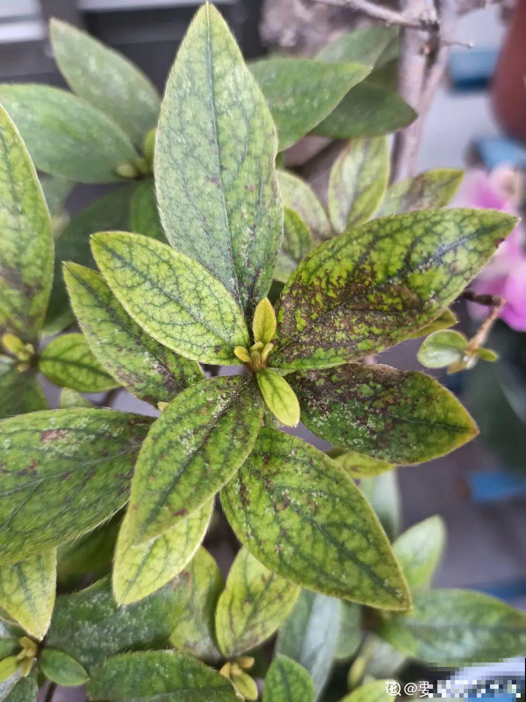 夏天养杜鹃，真是够难的，要注意6个要点