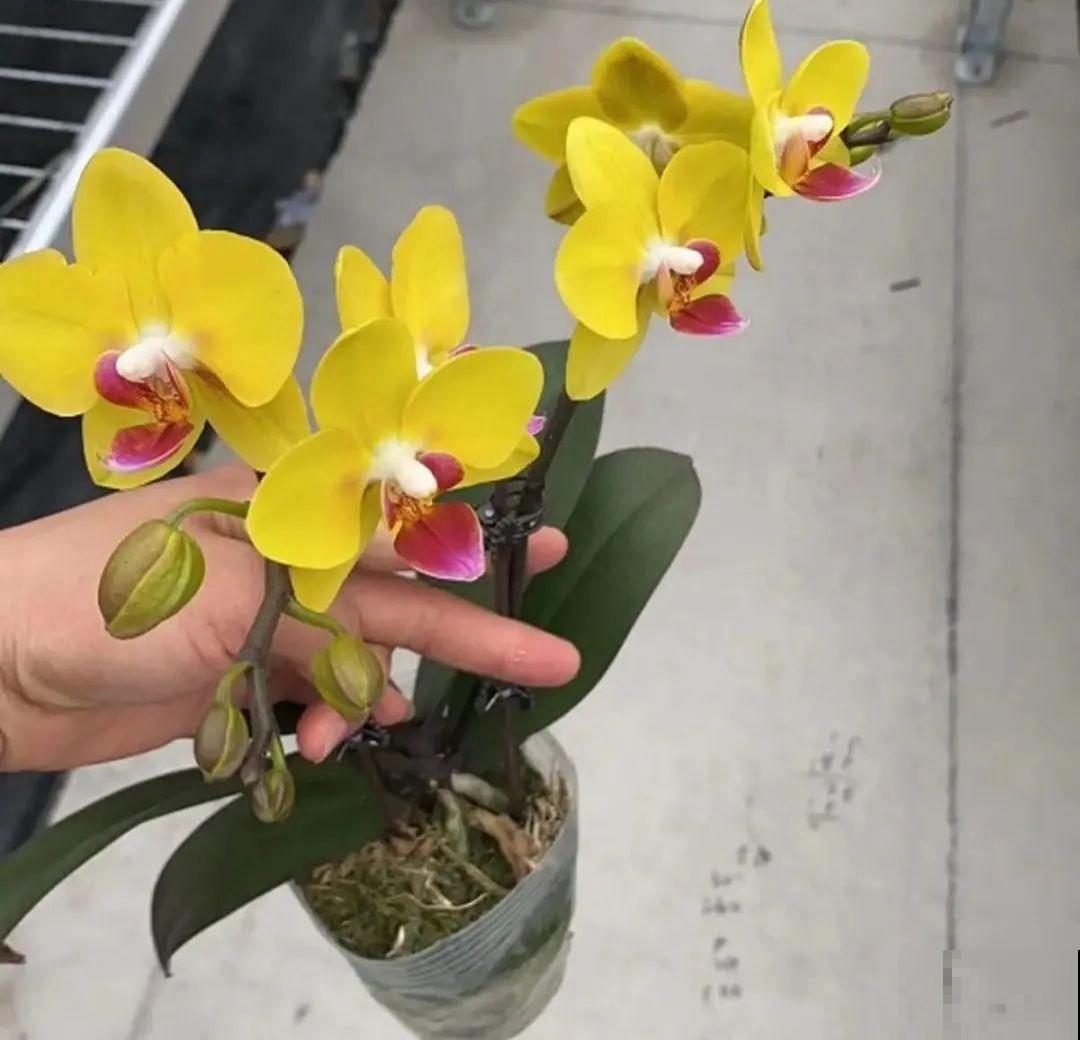 夏天养花，就怕乱浇水，千万不能积水