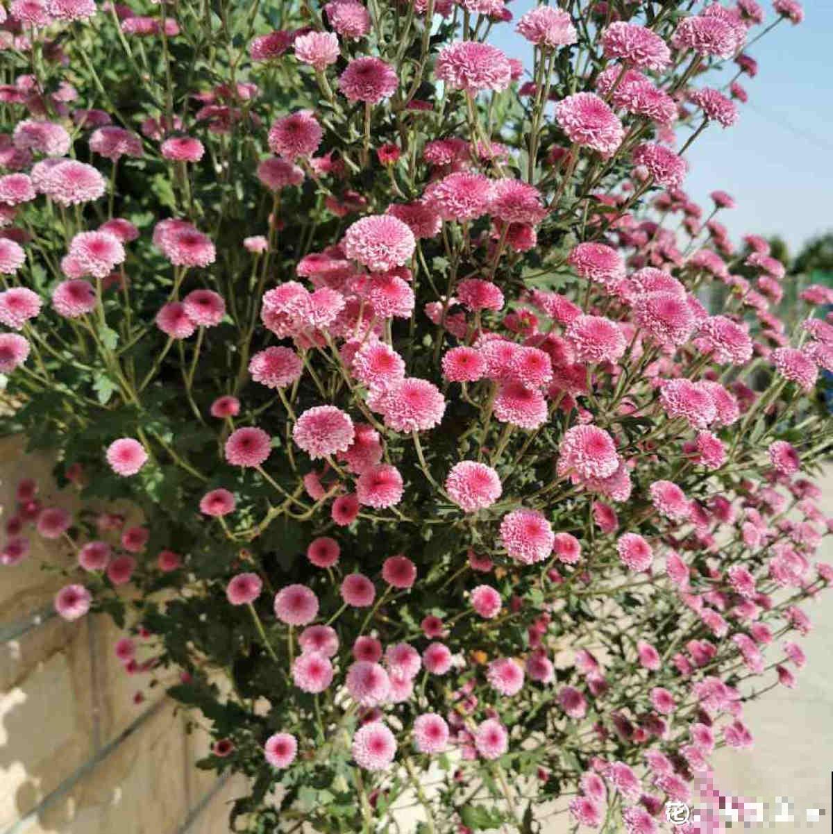 1种花开爆很容易,适合那些绿萝都能养死的人,成就感满满 1种花开爆很容易,适合那些绿萝都能养死的人,成就感满满