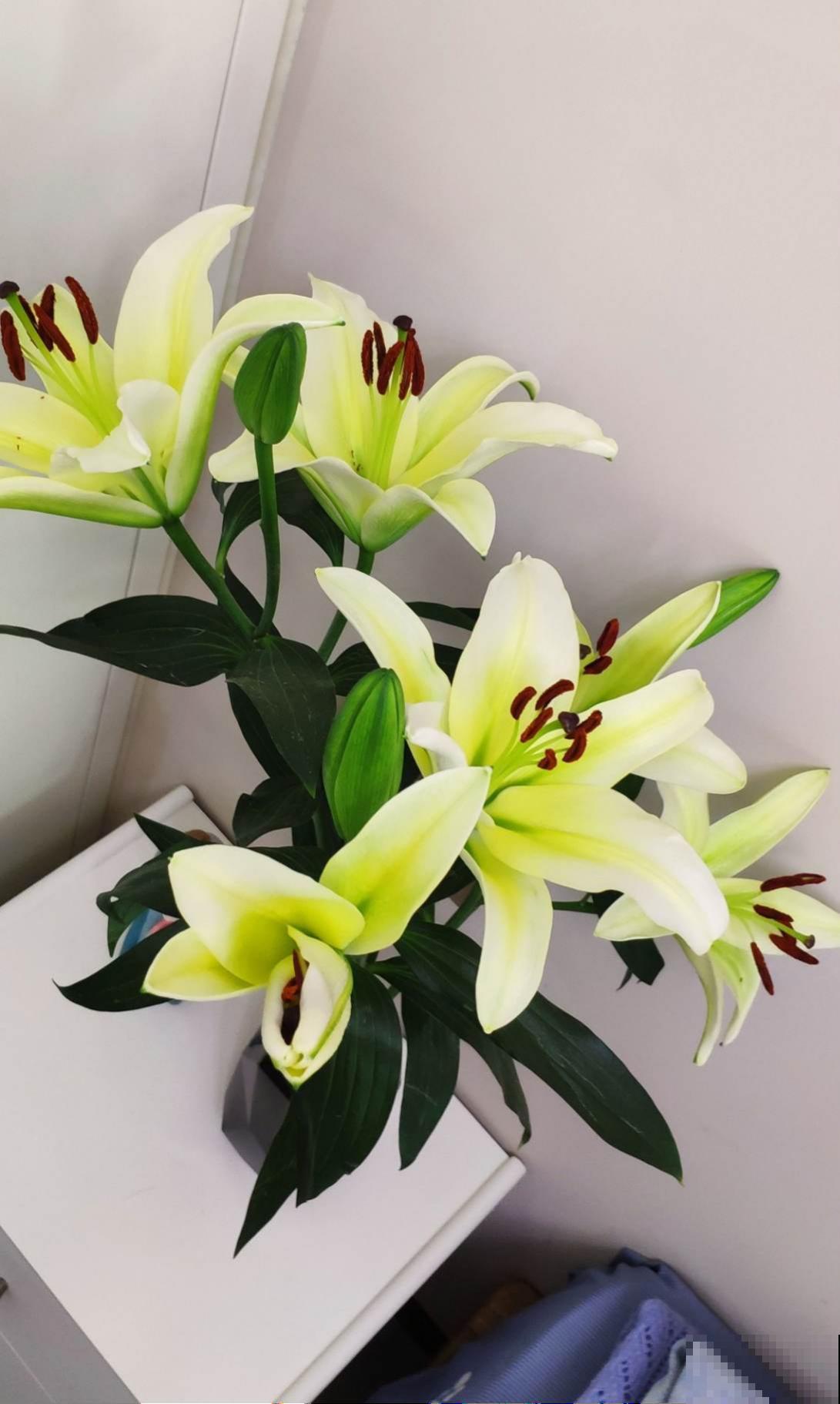 100种常见花,今天终于知道叫什么名了,建议收藏 100种常见花,今天终于知道叫什么名了,建议收藏