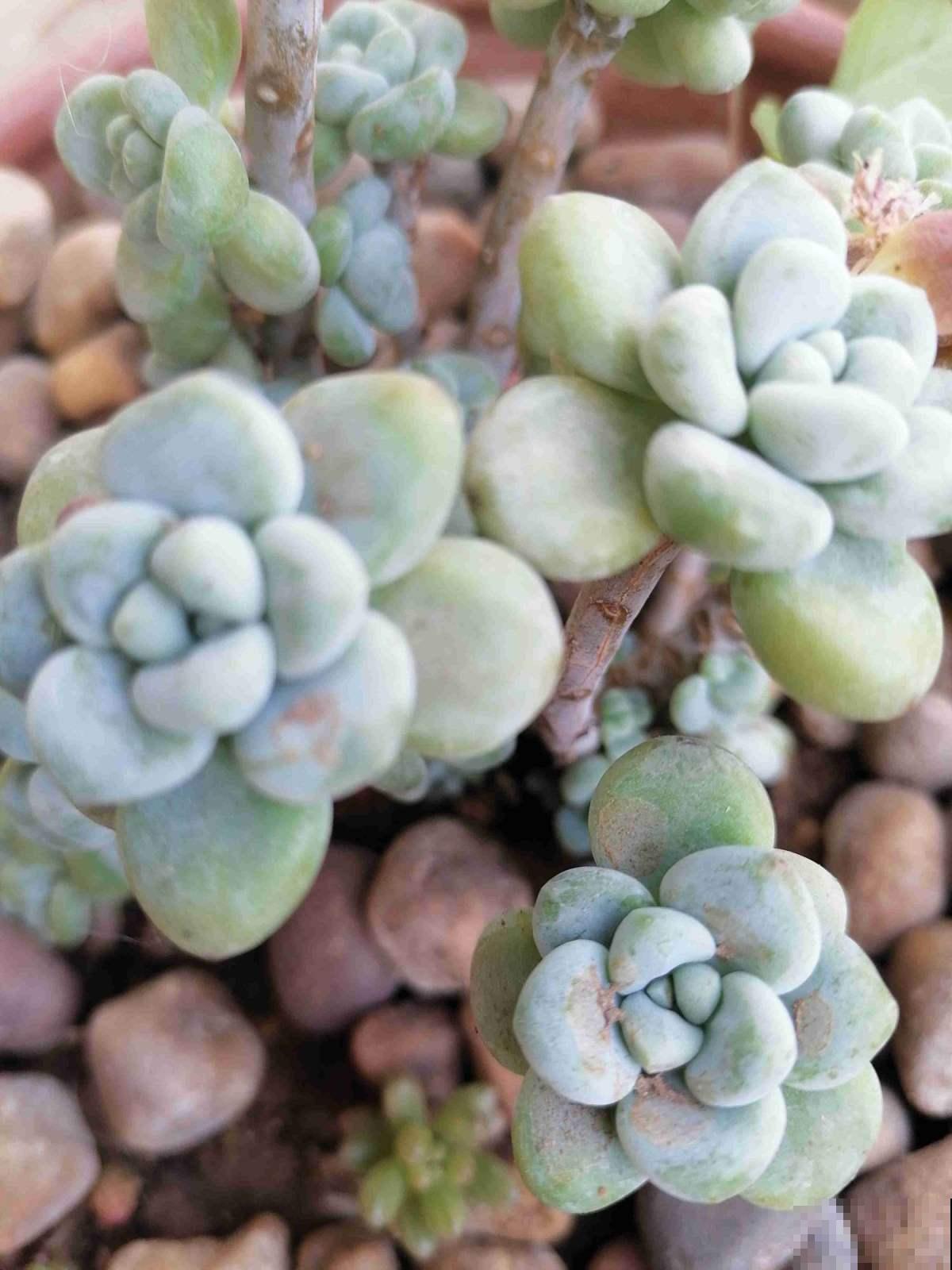 6种多肉，爱爆“小崽芽”，秋天养正合适