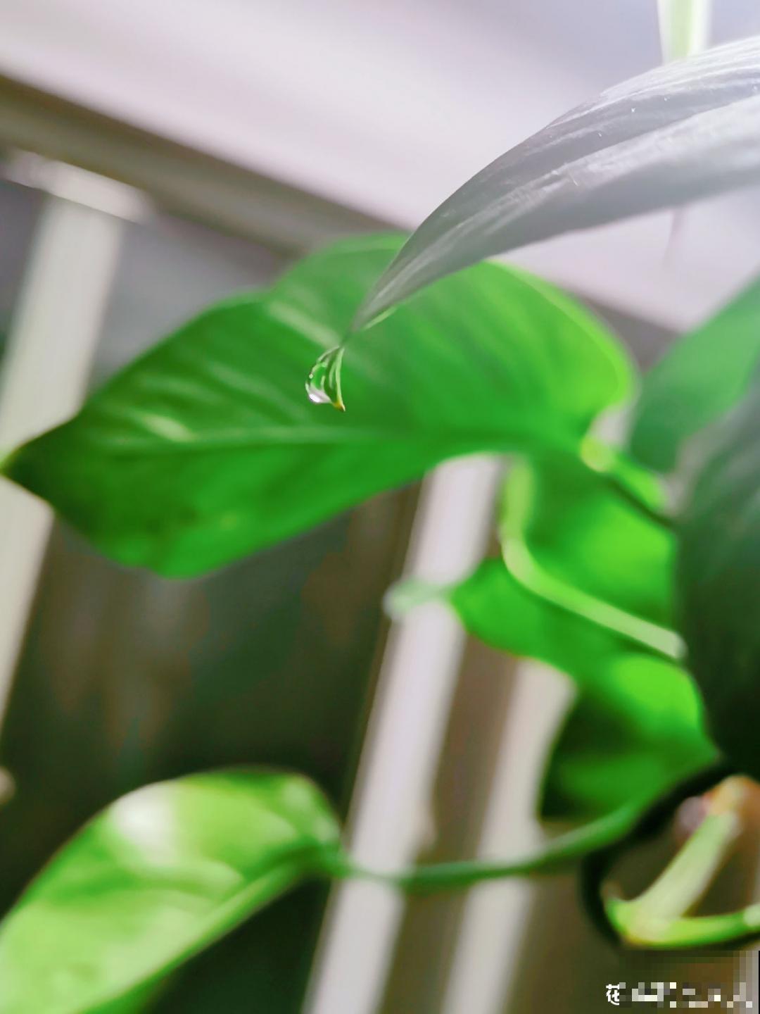绿萝叶子“吐”水珠，恭喜你，养出了最佳状态
