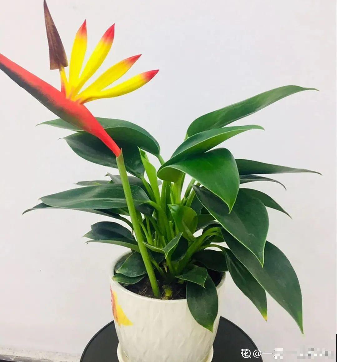 家里养8种花，独特有气质，还有满满安全感