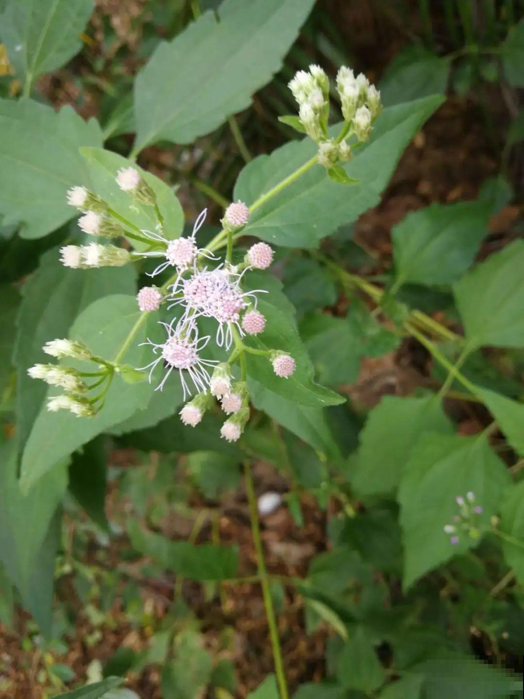 家门口长出这10种草,赶紧拔掉,不然会惹麻烦 家门口长出这10种草,赶紧拔掉,不然会惹麻烦