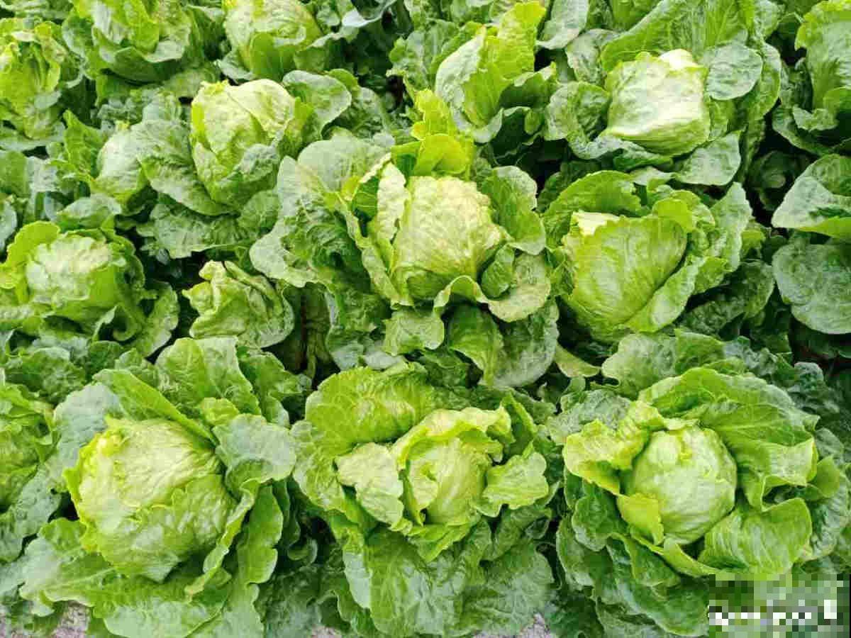 家里的小阳台别养花,几个花盆种点菜,秋天就能吃 家里的小阳台别养花,几个花盆种点菜,秋天就能吃