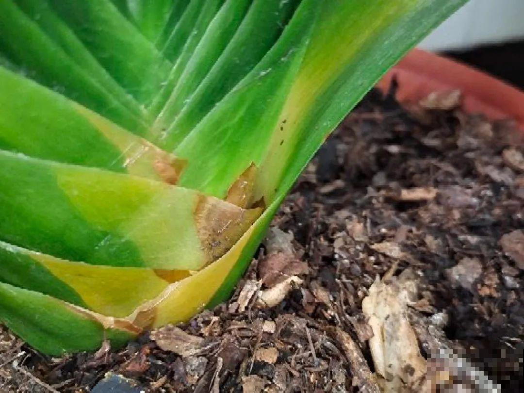 花杆子变黑，赶紧拔出来，立马换土