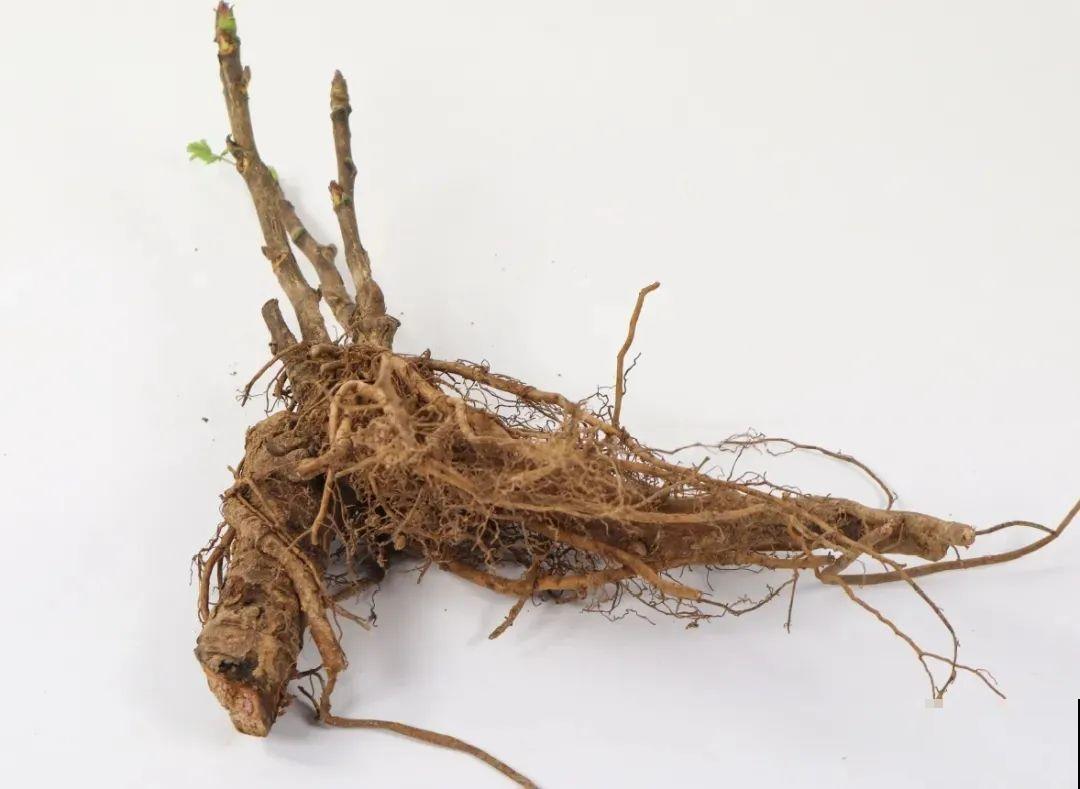 中国人最爱养的花，富贵又大气，养大门口特有面子！