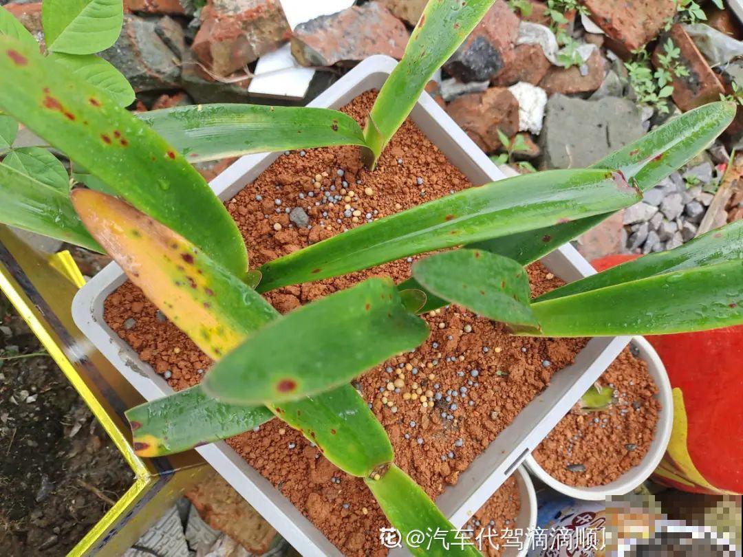 聪明人养4种花,一定记得收种子,多的能赚钱 聪明人养4种花,一定记得收种子,多的能赚钱