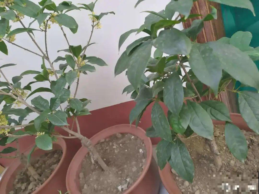 难养活的8种花，在家里养不好，扔门口反而呼呼开花