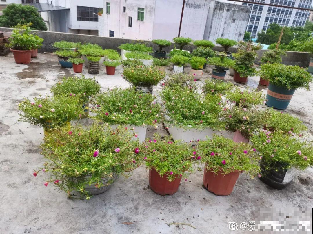 天台花园VS低层庭院,哪里养花更方便? 天台花园VS低层庭院,哪里养花更方便?