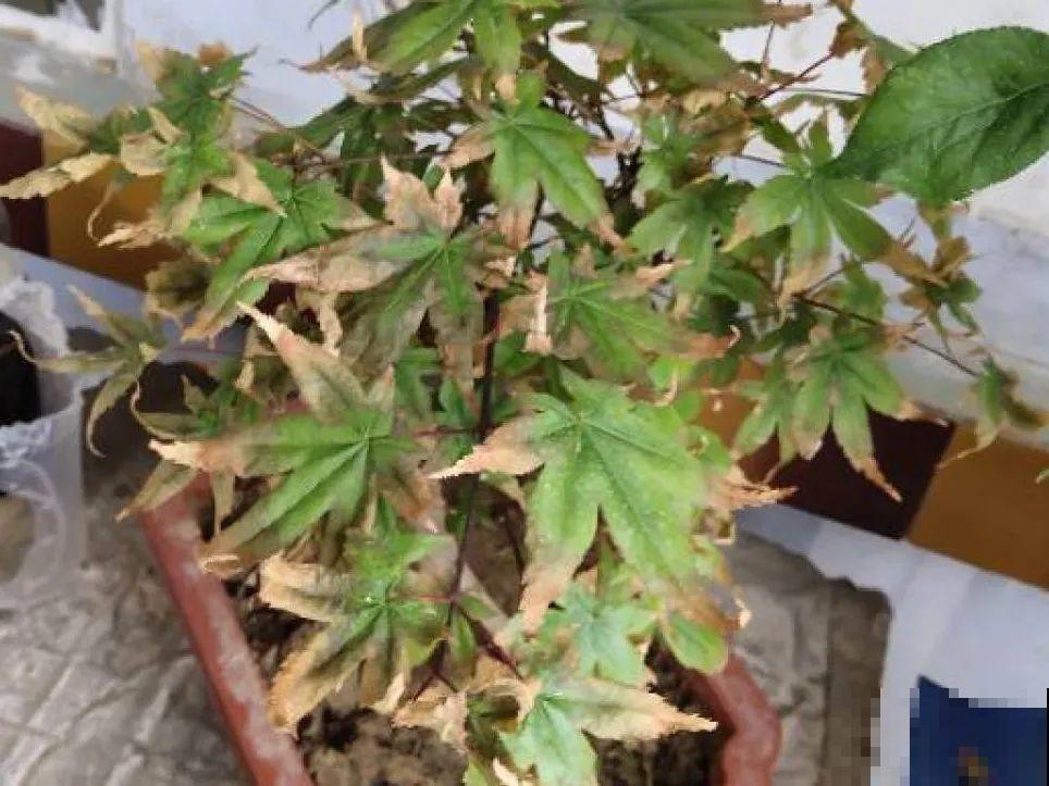 10种花最怕晒，搬进屋里养，不然要死光