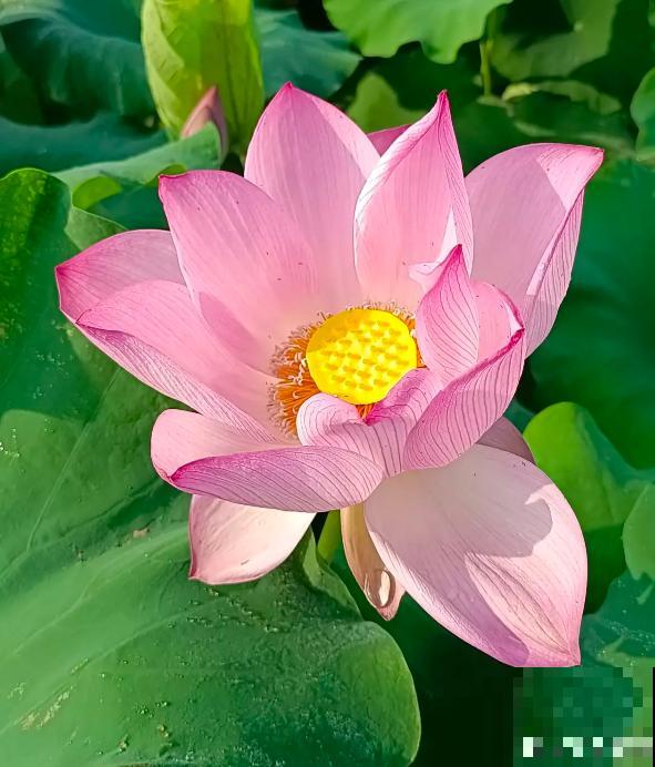 老中医爱养的4种花，堪称植物“百宝箱”，养人养身心