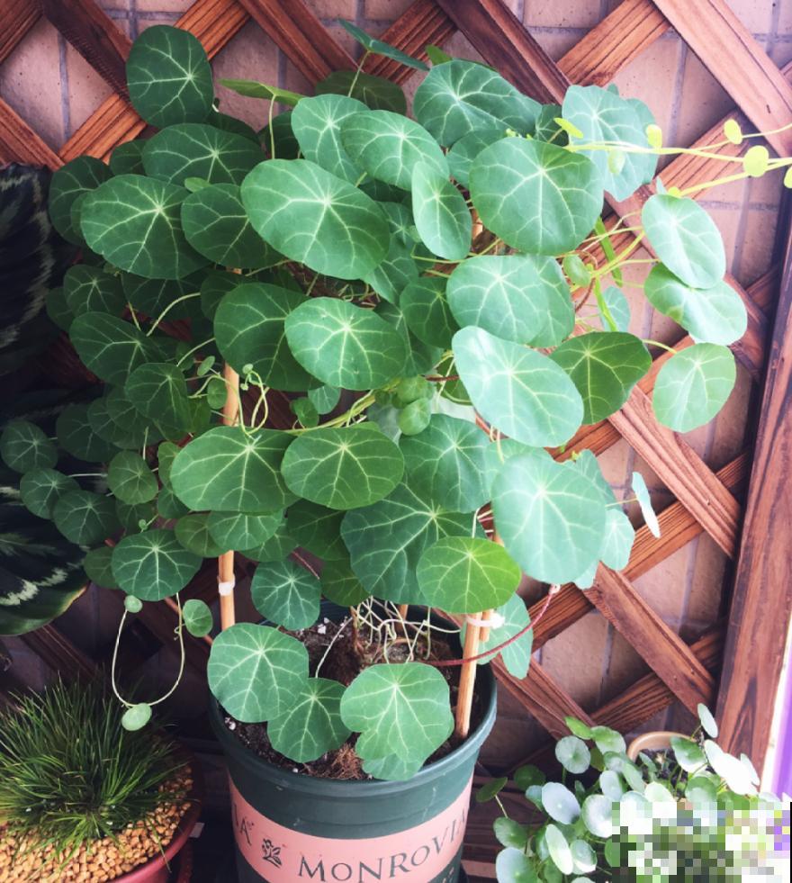 15种花,养在家里有气质,好养又健康 15种花,养在家里有气质,好养又健康