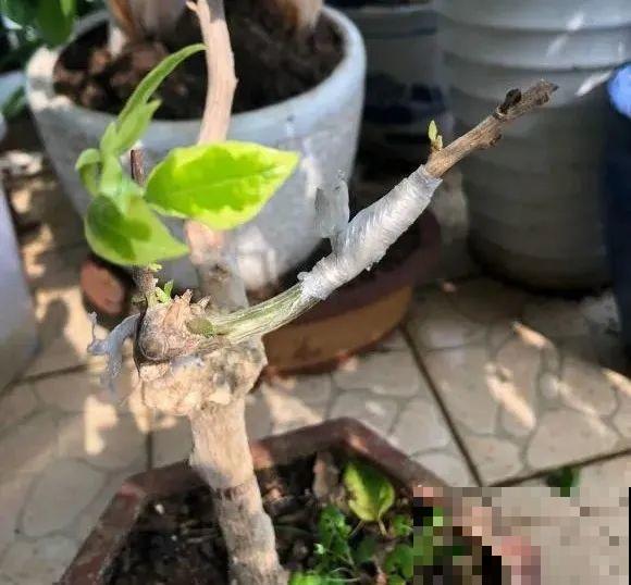 养了30年的玉树,扦插开出9色花,快来沾沾喜气 养了30年的玉树,扦插开出9色花,快来沾沾喜气