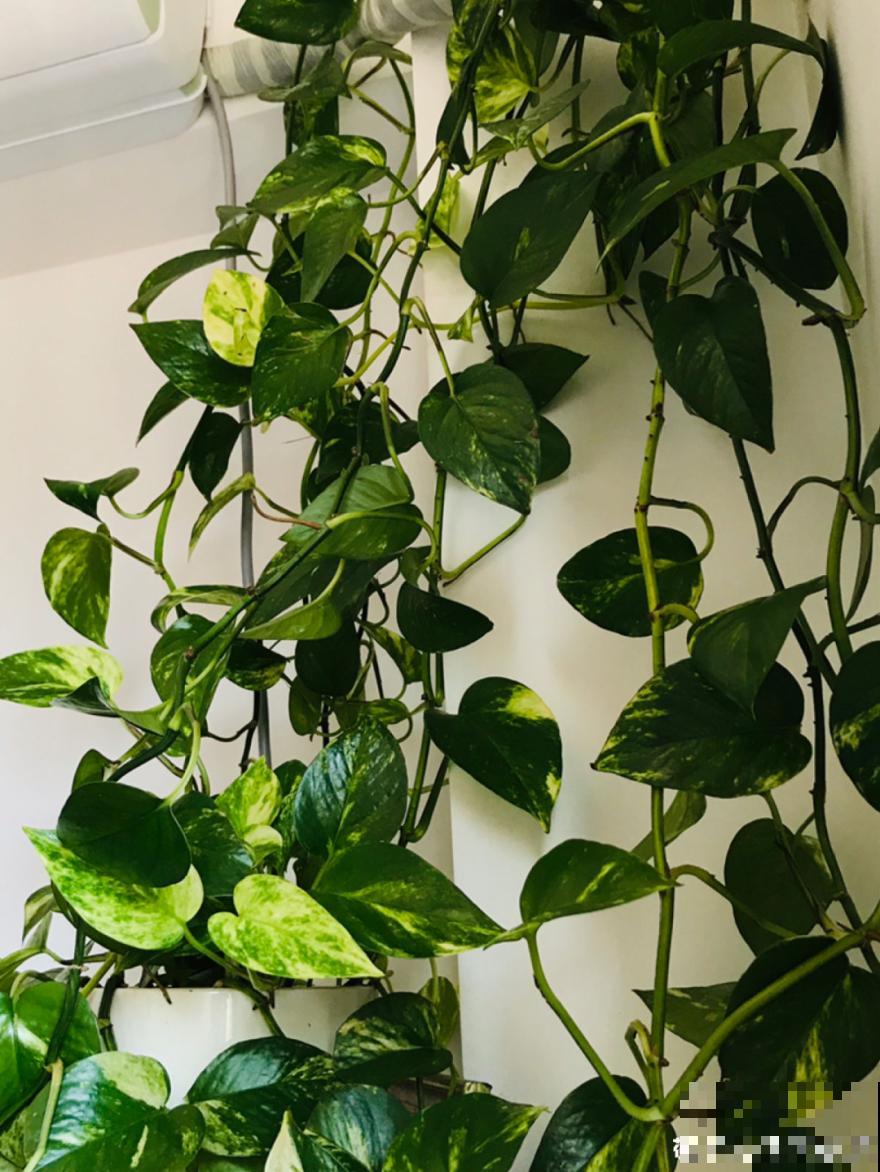 吊兰喝点淘米水，长成“爆炸头”，旺的不得了