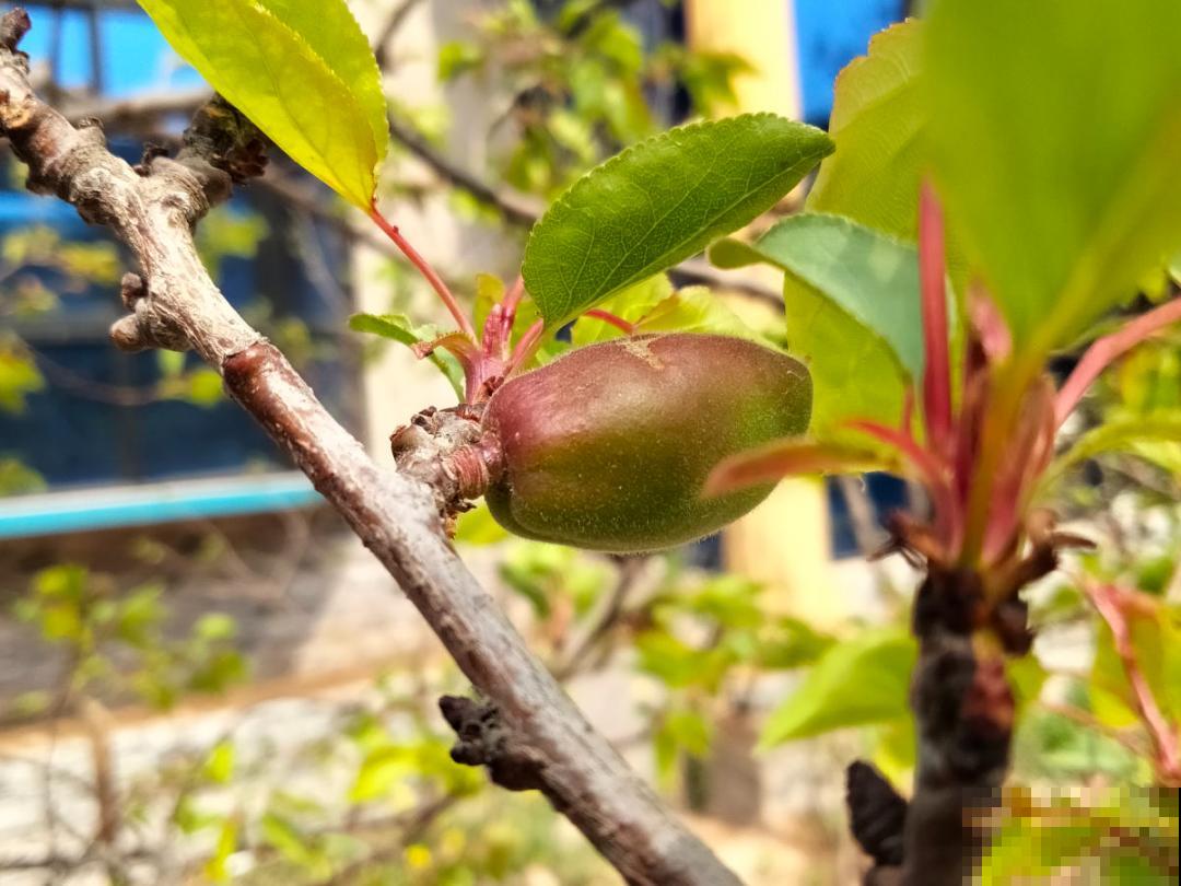 家门口长出这10种草,赶紧拔掉,不然会惹麻烦 家门口长出这10种草,赶紧拔掉,不然会惹麻烦
