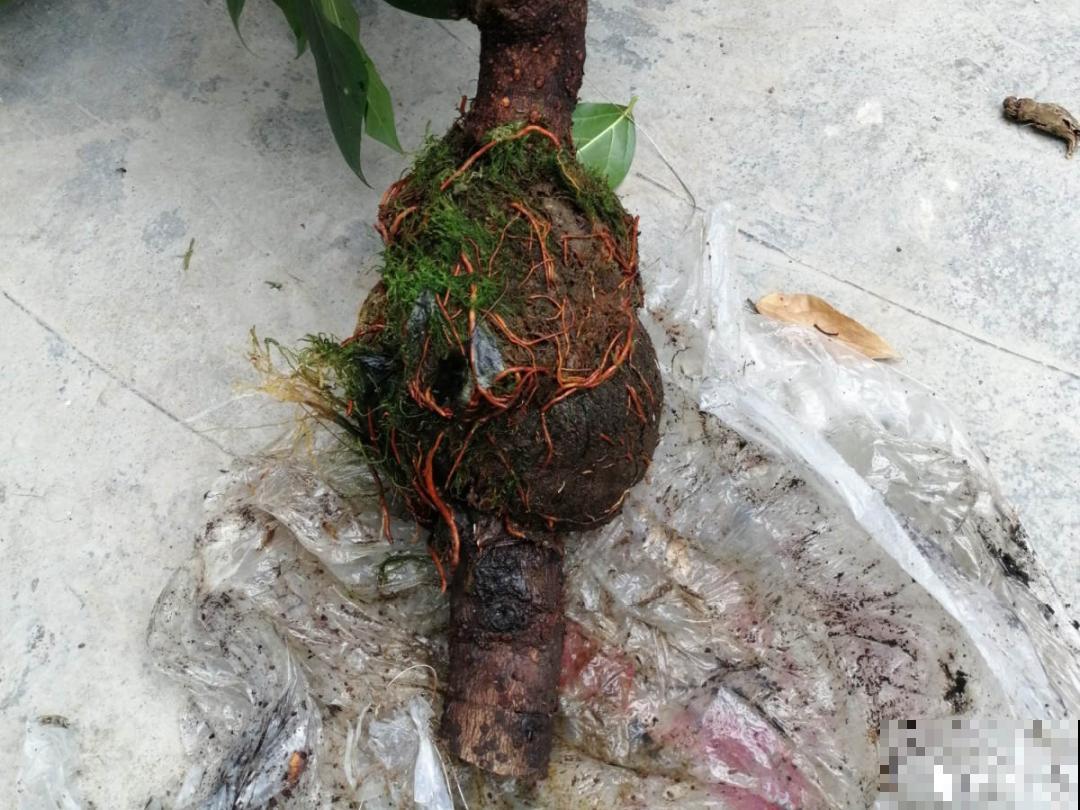 8月后，6种花别修剪，小心以后不开花