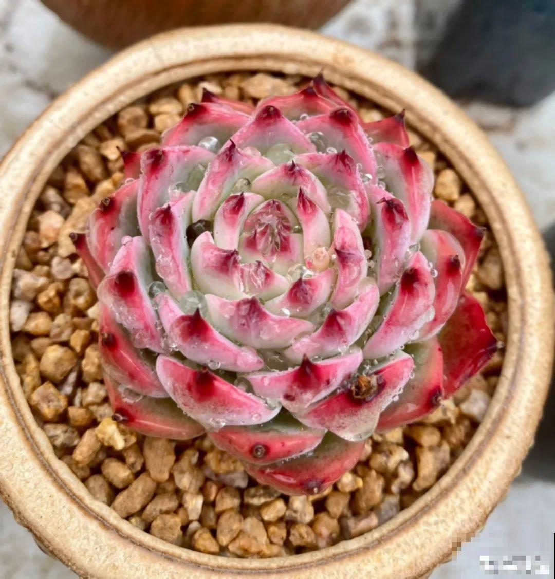 6种多肉，夏天不休眠，而且疯狂生长