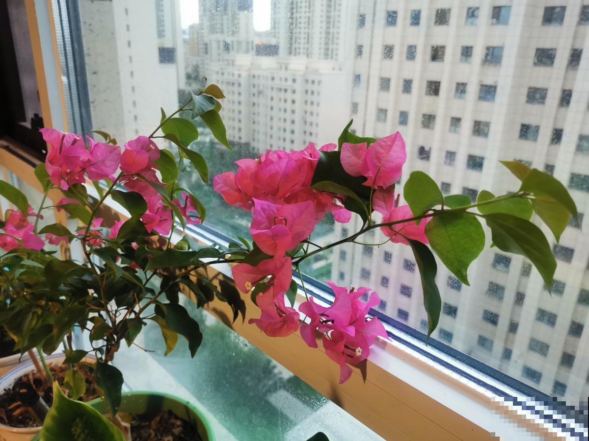 5种花夏天不用遮阴，越晒开花越带劲，满盆都是花