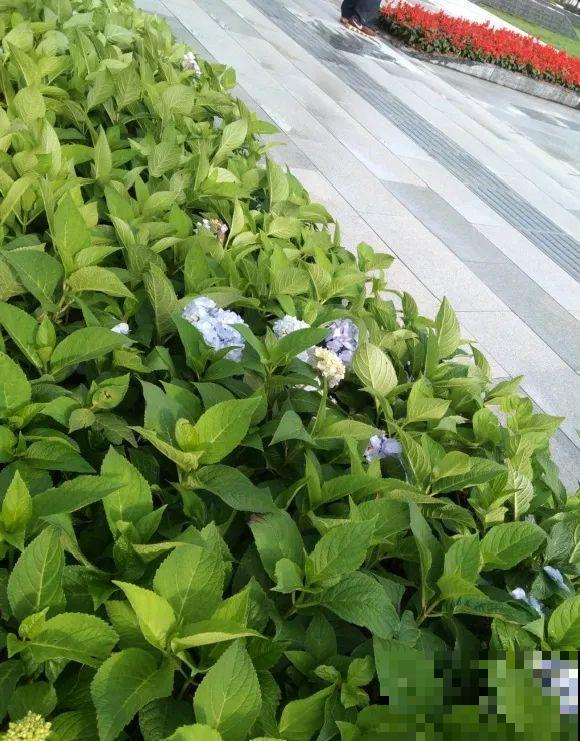 绿化带“壕”无人性，10万块的花堆一起，你认识几个？