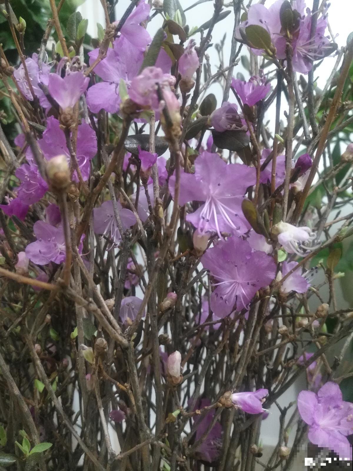 路边的野花别乱采,要是采到“国二”,可能会惹到麻烦 路边的野花别乱采,要是采到“国二”,可能会惹到麻烦