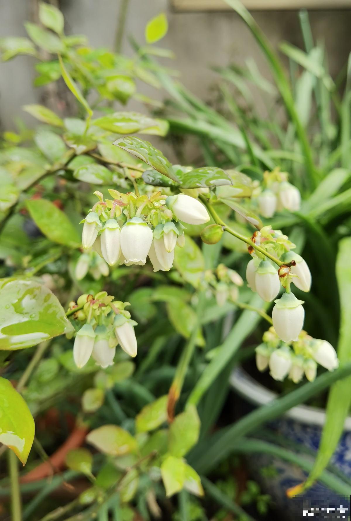 告别超市蓝莓，种一棵盆栽蓝莓，在家也能免费吃