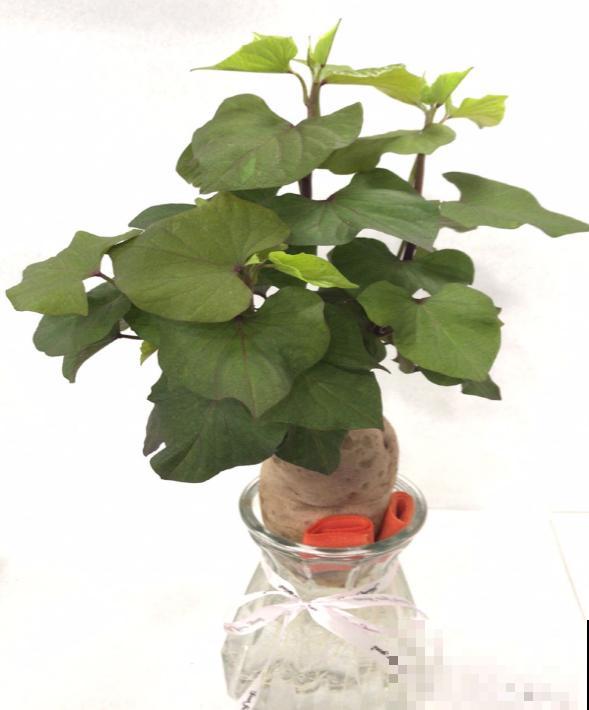 老中医爱养的60种植物，图文并茂特详细，种一盆养人养身心