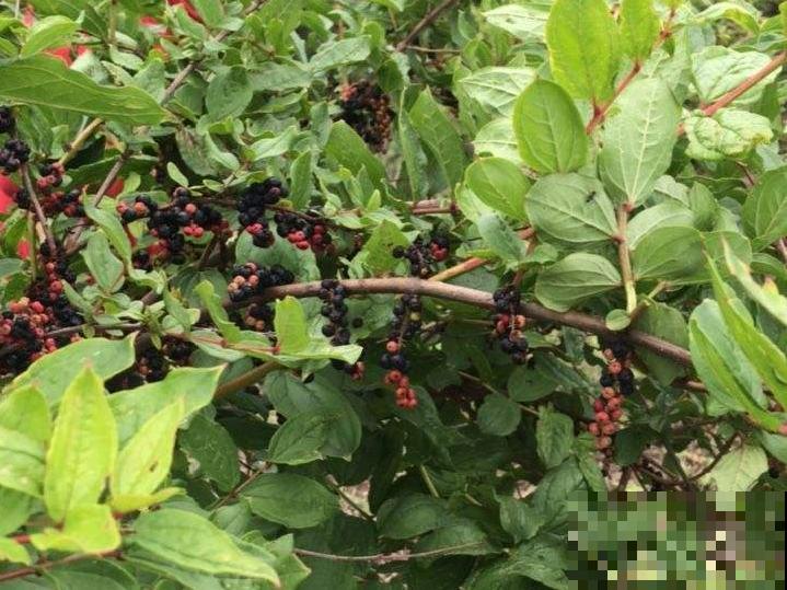 家门口长出这10种草,赶紧拔掉,不然会惹麻烦 家门口长出这10种草,赶紧拔掉,不然会惹麻烦