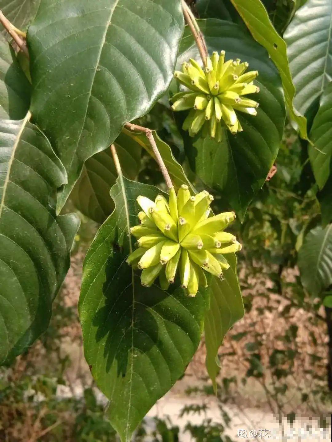 看到稀奇花，不认识的别去挖，可能会触犯法律