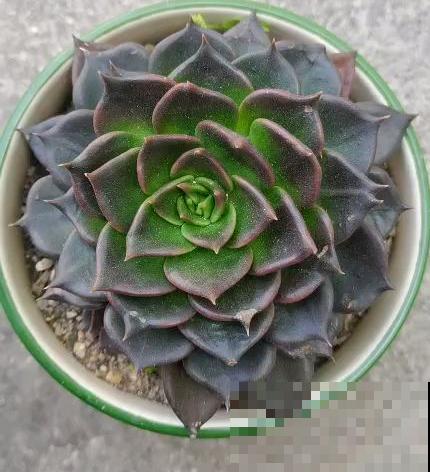 4种“黑色”植物,养起来得劲,却差点被妈妈扔掉 4种“黑色”植物,养起来得劲,却差点被妈妈扔掉