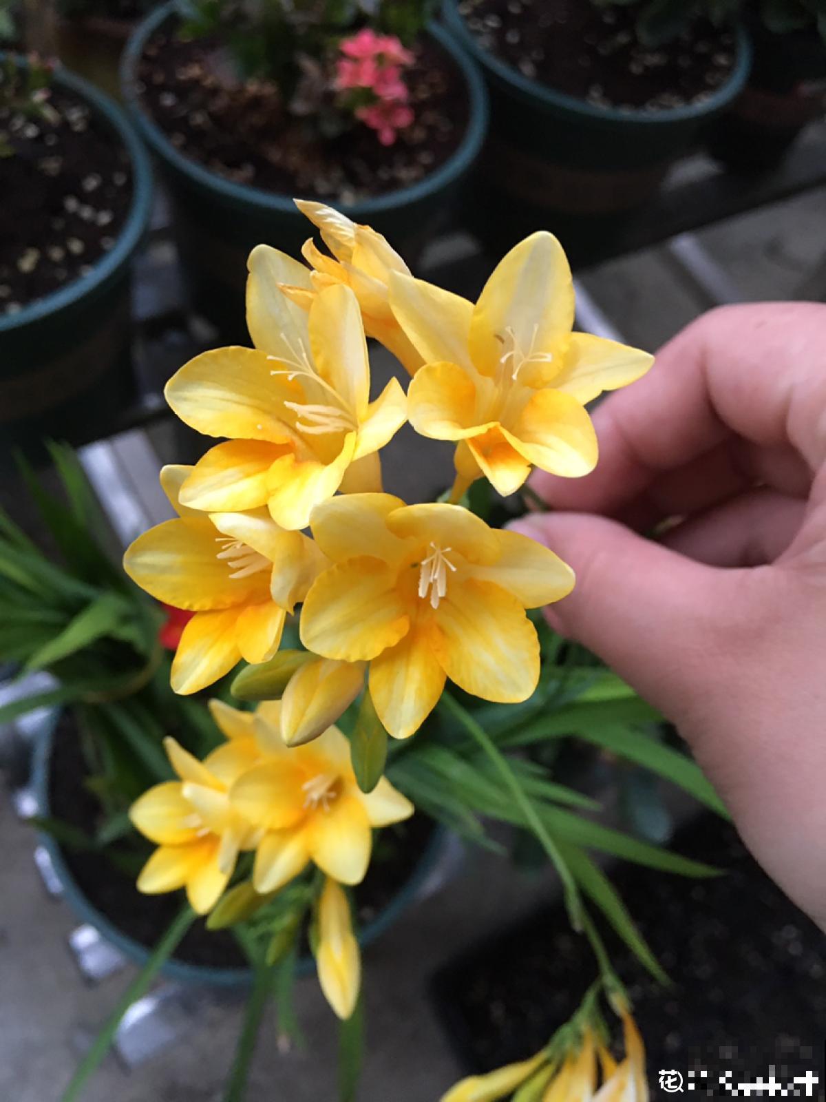 乔迁宴还是得送花!这5种花选好了,友谊更坚固 乔迁宴还是得送花!这5种花选好了,友谊更坚固