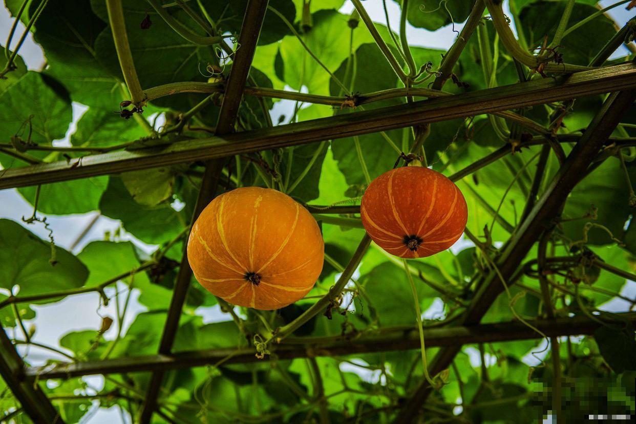 南瓜黄叶是什么原因？