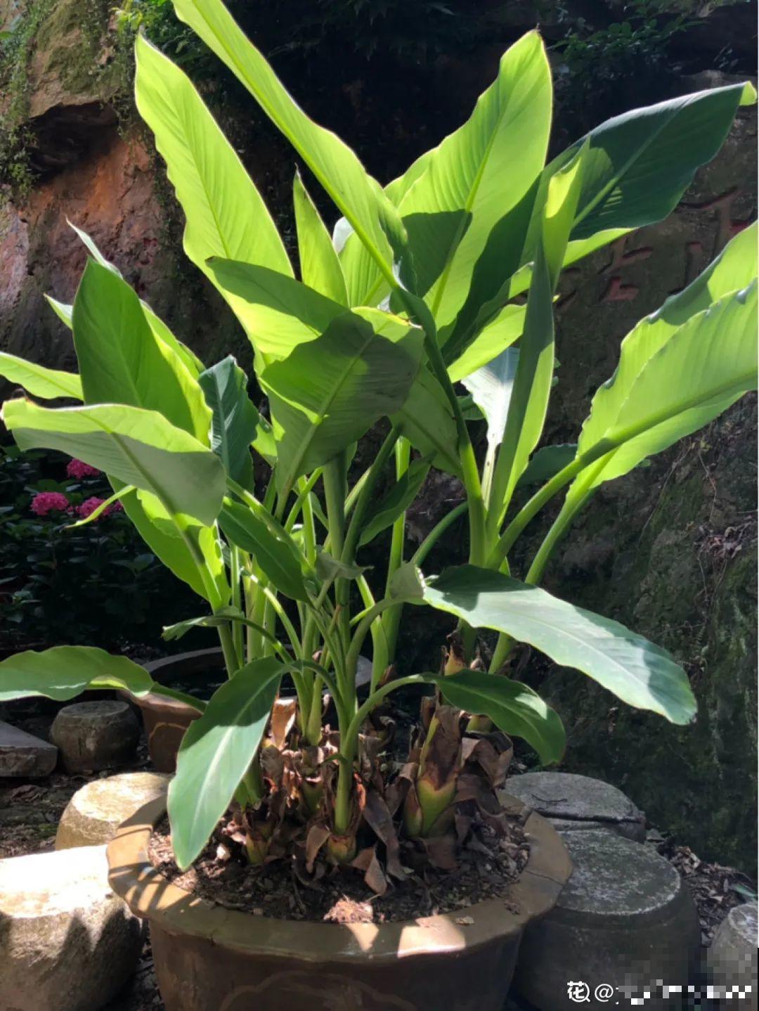 家里种盆无花果,想要结果很容易,省下一笔水果钱 家里种盆无花果,想要结果很容易,省下一笔水果钱