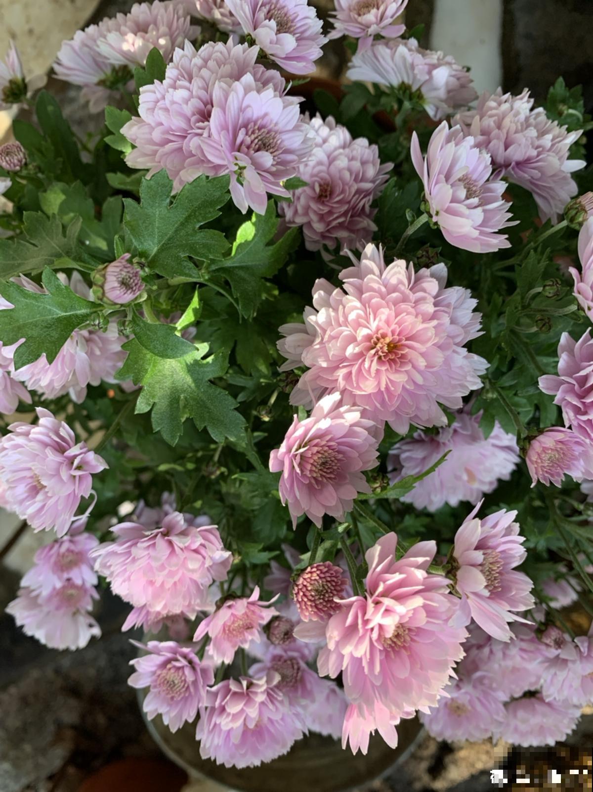 1种花开爆很容易,适合那些绿萝都能养死的人,成就感满满 1种花开爆很容易,适合那些绿萝都能养死的人,成就感满满