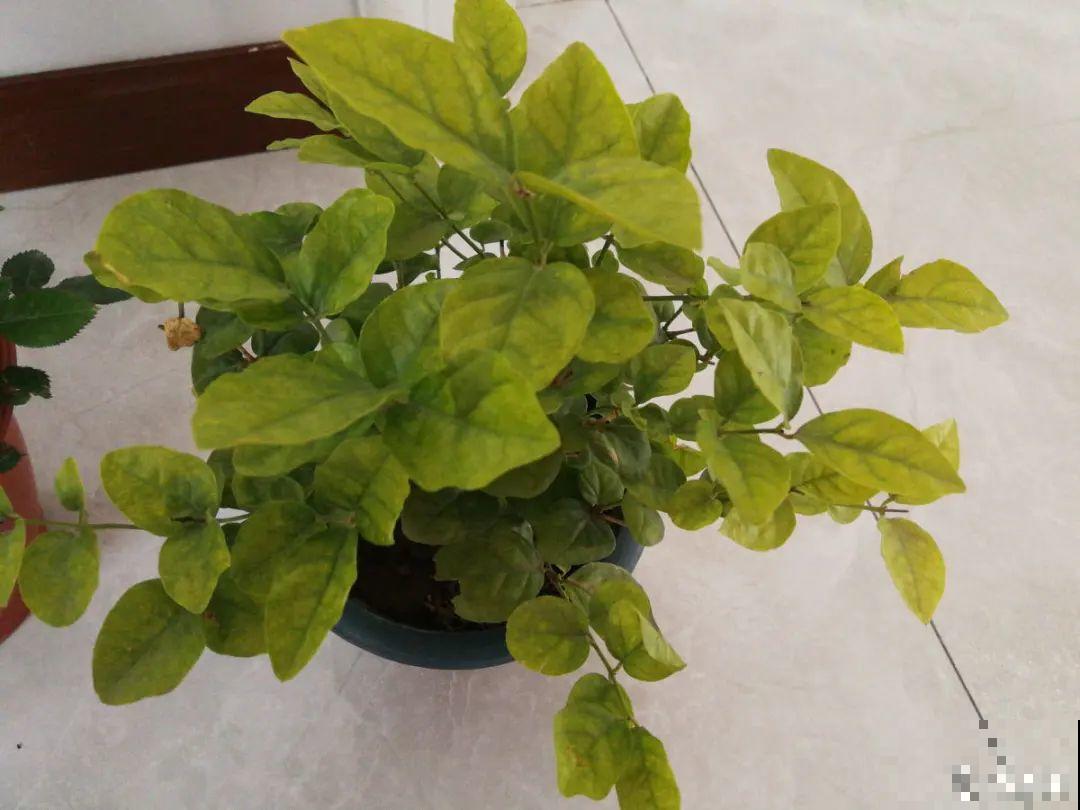 养花“黑名单”实在太难养，心累